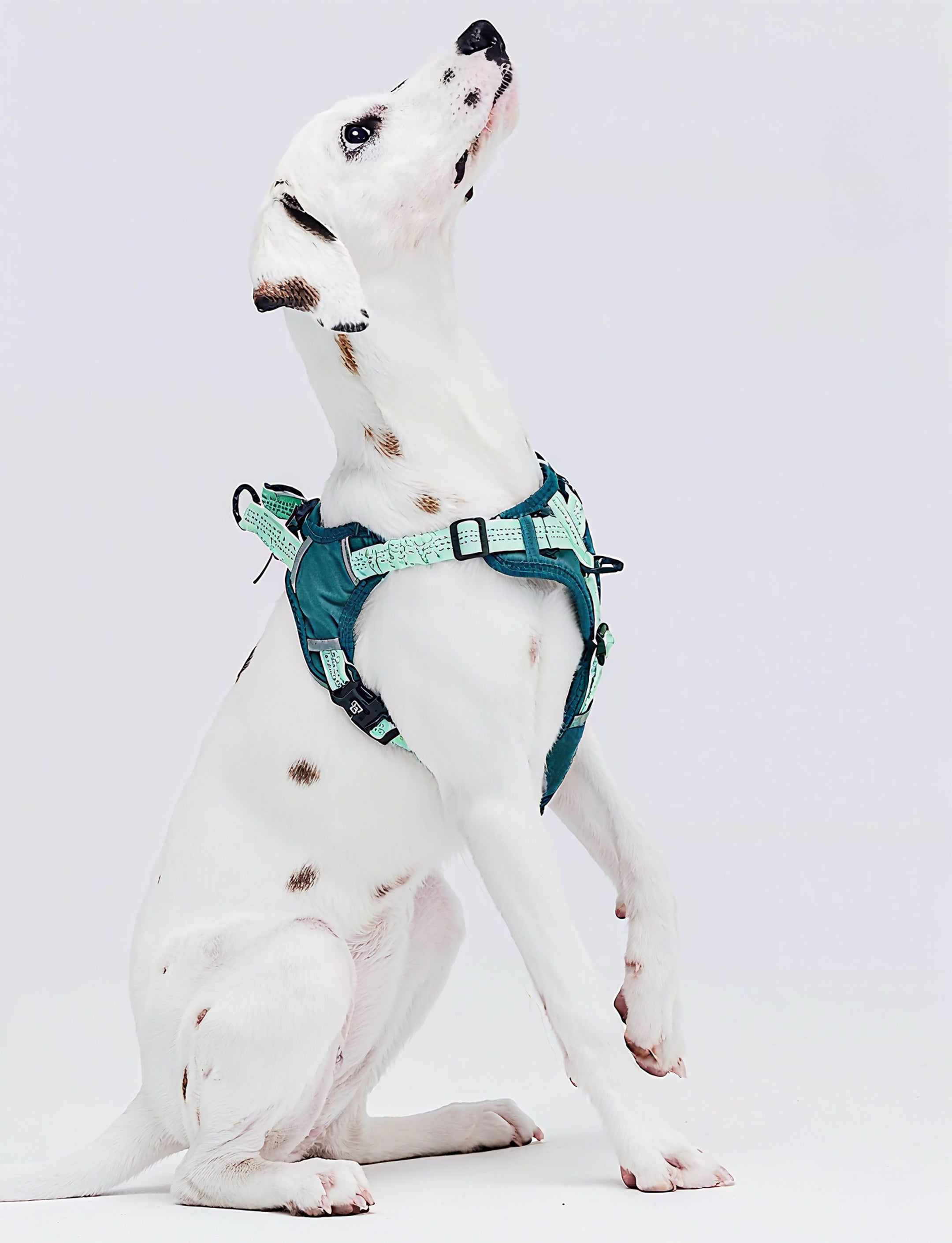 PLUG-IN PET Color-Block Outdoor Harness