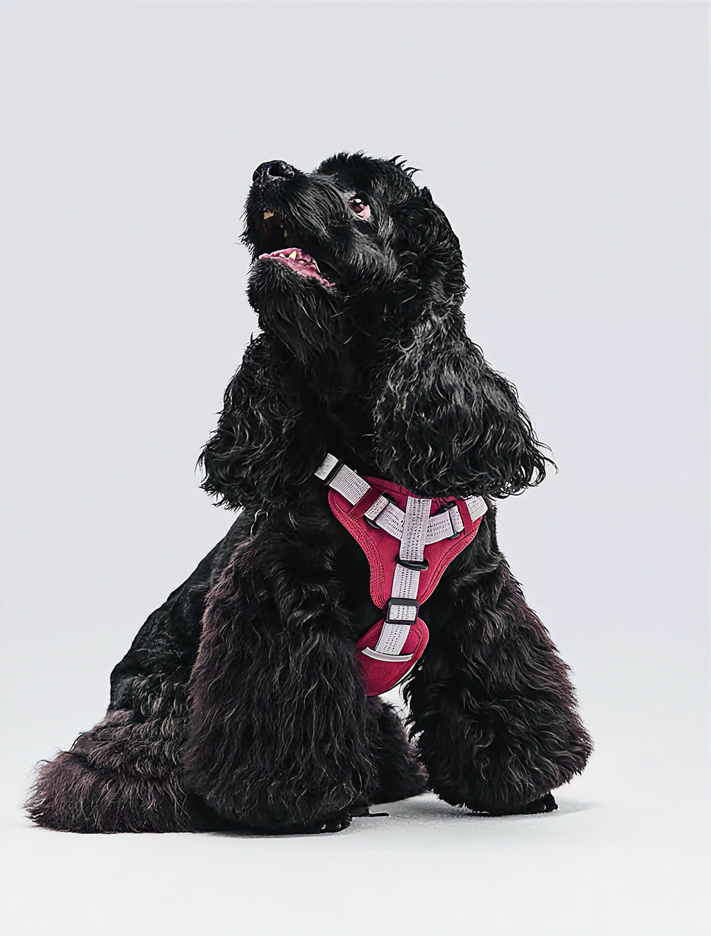 PLUG-IN PET Color-Block Outdoor Harness