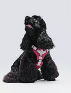 PLUG-IN PET Color-Block Outdoor Harness