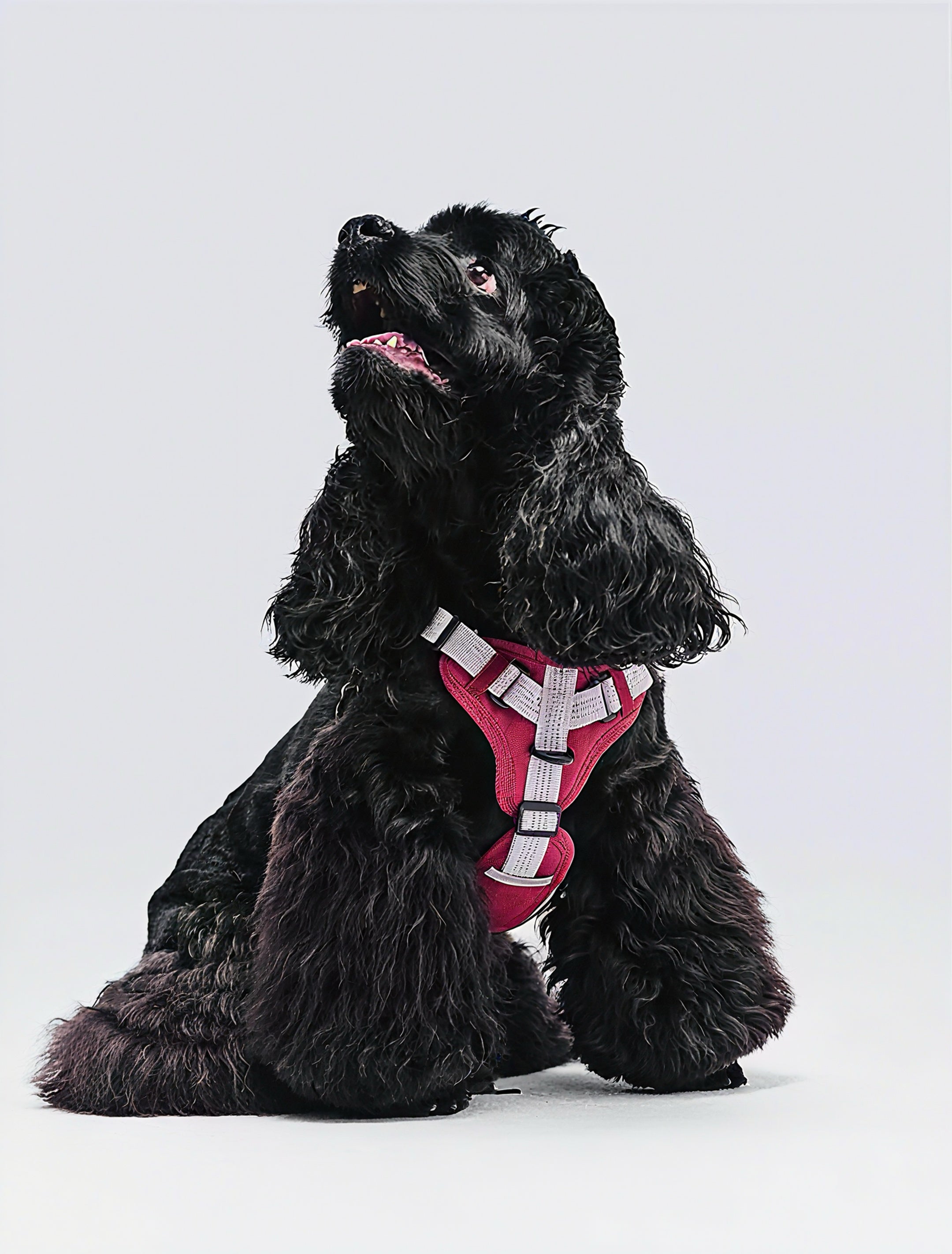 PLUG-IN PET Color-Block Outdoor Harness