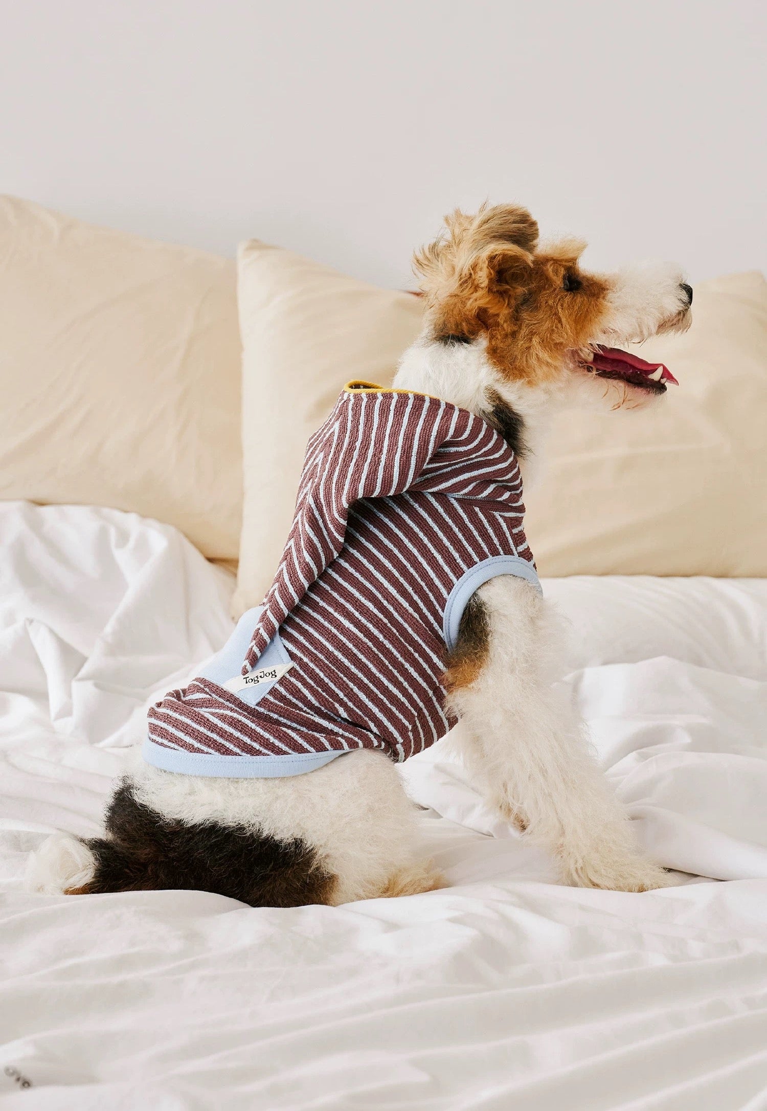 Cozy Elf Hood Dog Sweater