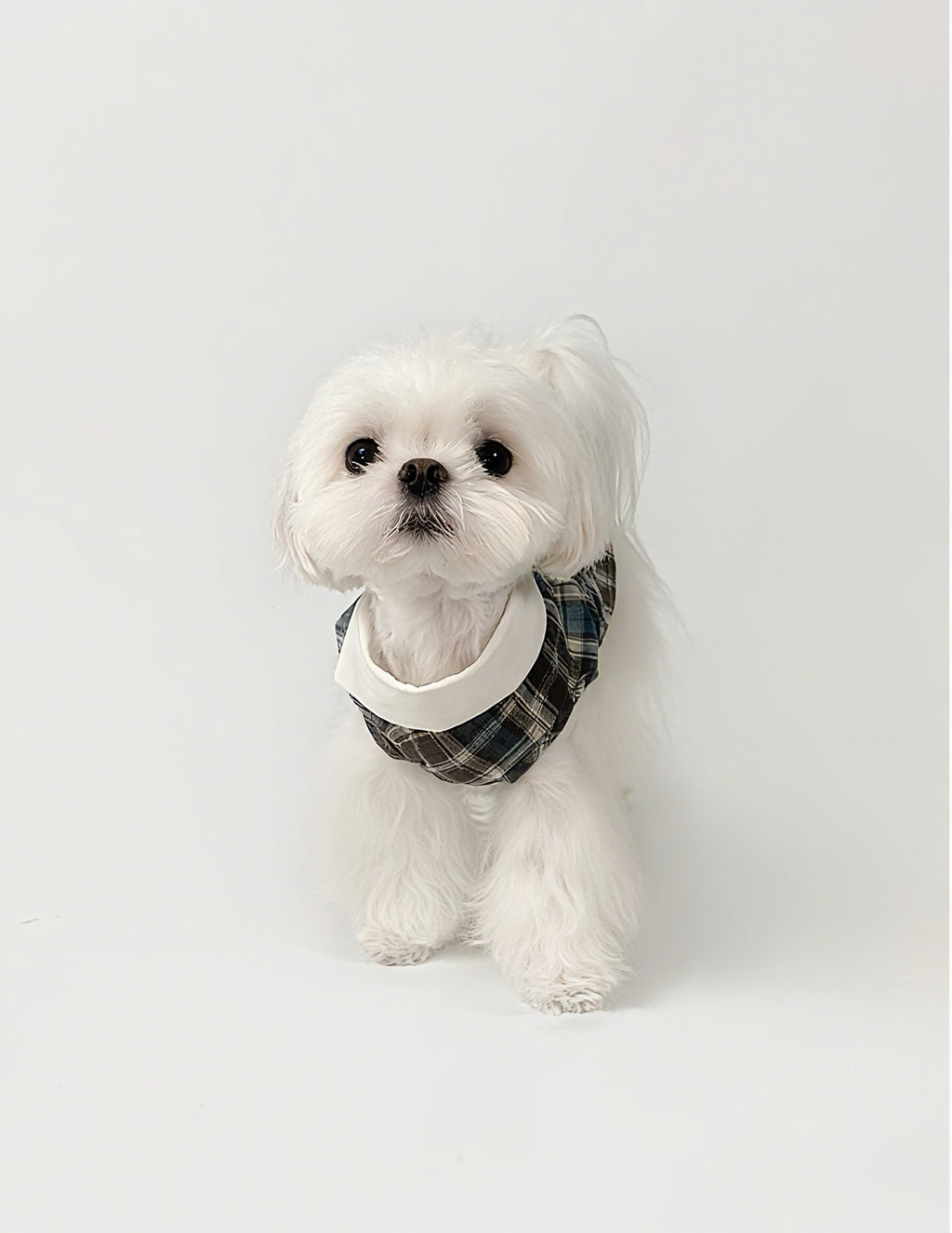 Kyawkyaw Plaid Dog Shirt with Fold-Over Collar