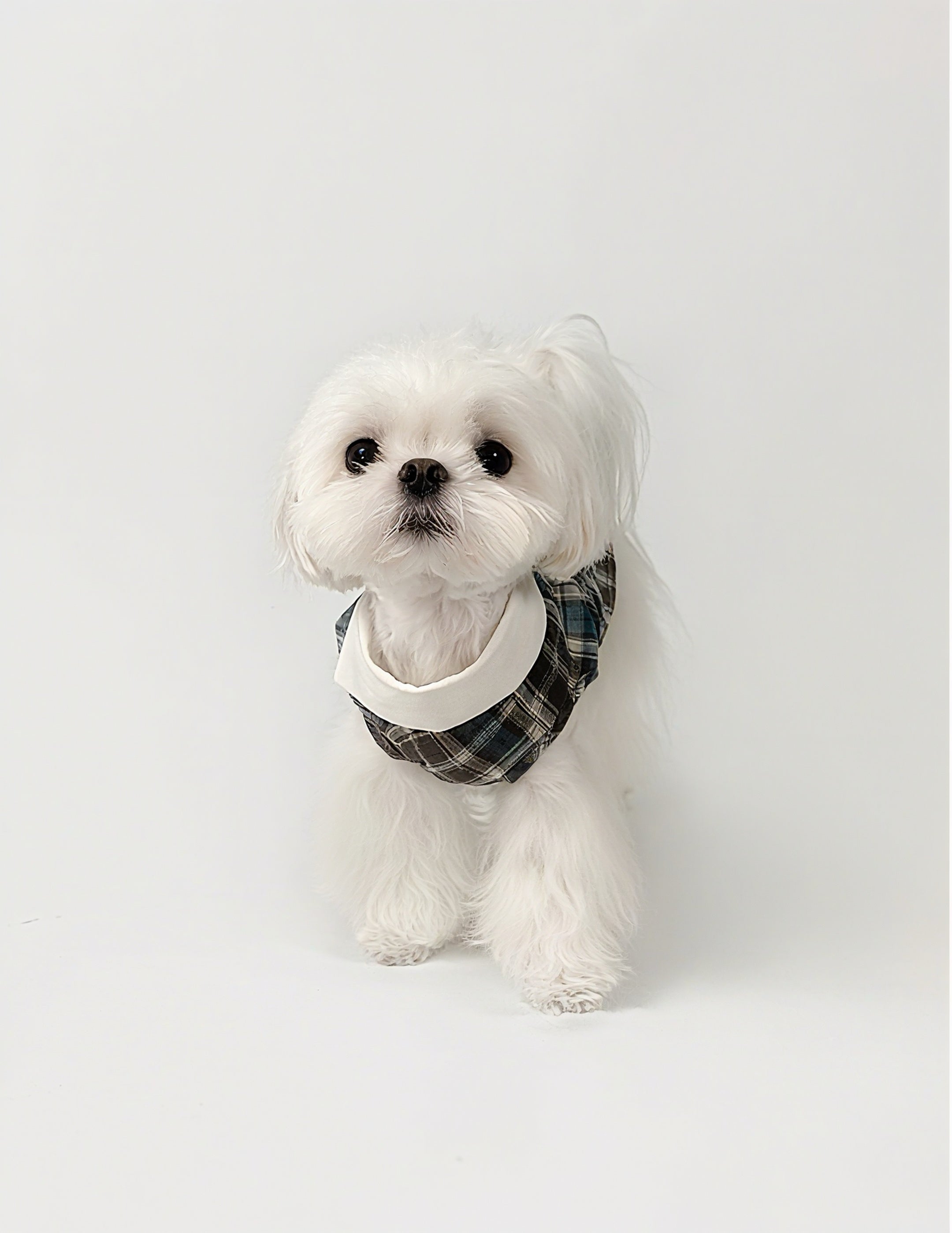 Kyawkyaw Plaid Dog Shirt with Fold-Over Collar