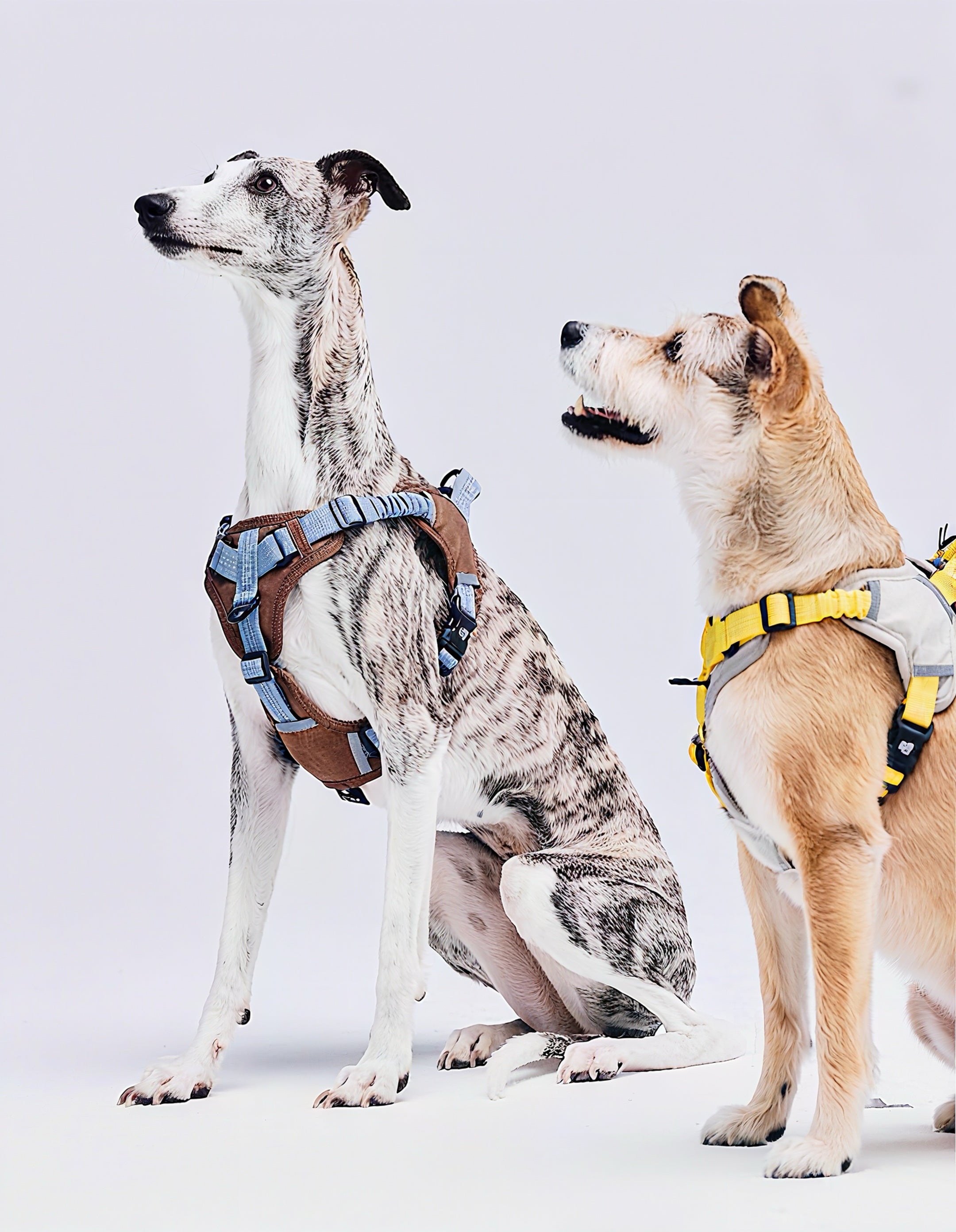PLUG-IN PET Color-Block Outdoor Harness