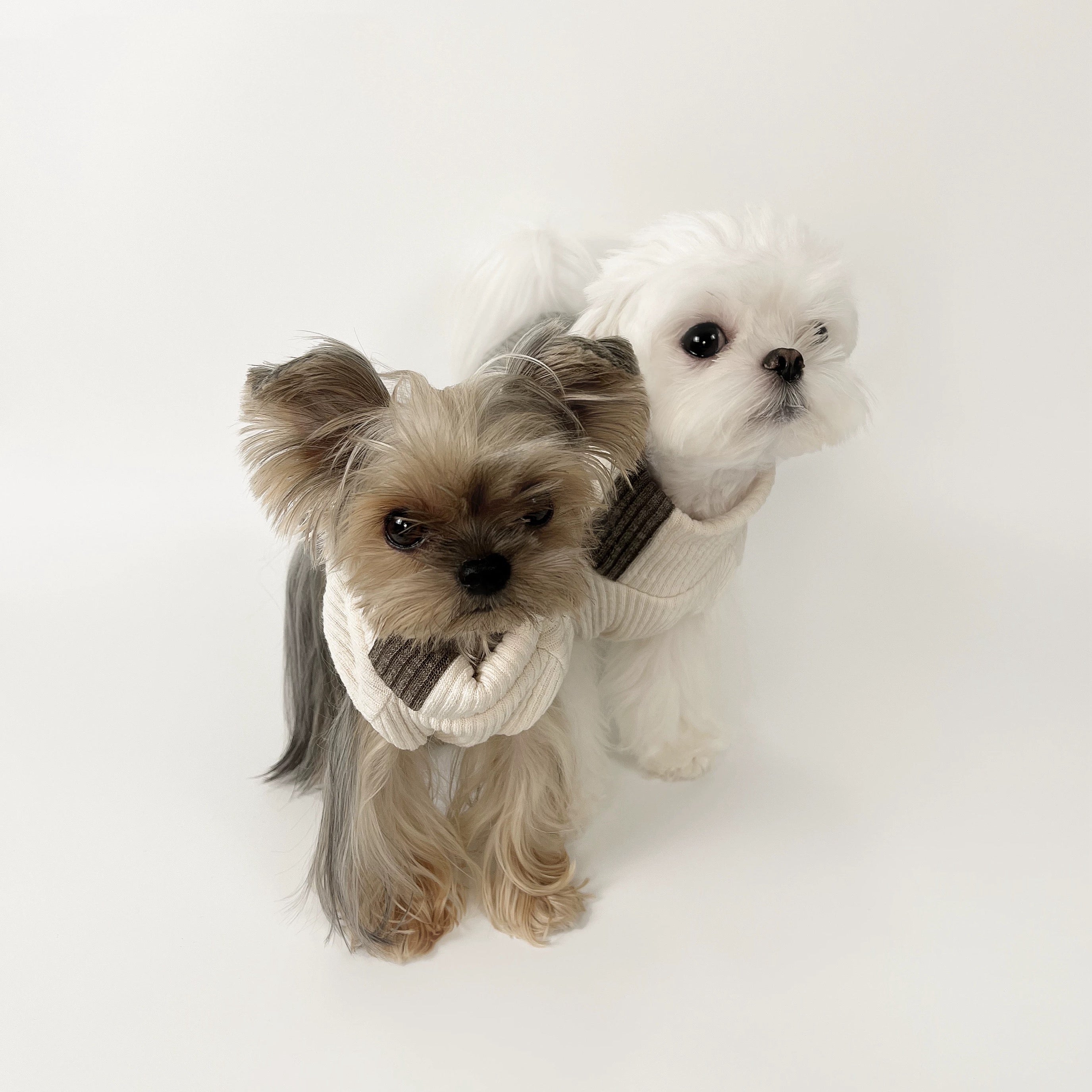 KyawKyaw Cream & Brown Color-Block Knit Dog Sweater